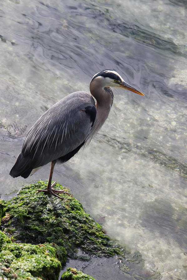 Blue Heron Photograph by Cathy Anderson