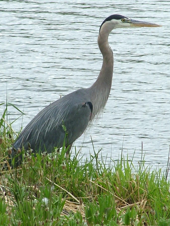 Blue Heron Close Up Photograph by Nick Gustafson - Fine Art America