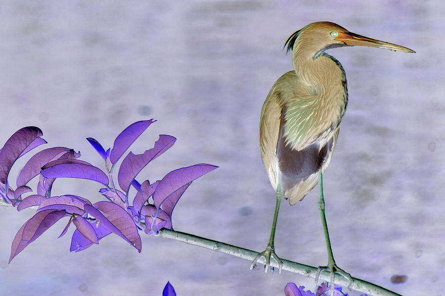 Landscape Photograph - Blue Heron colorized by Stan Roban