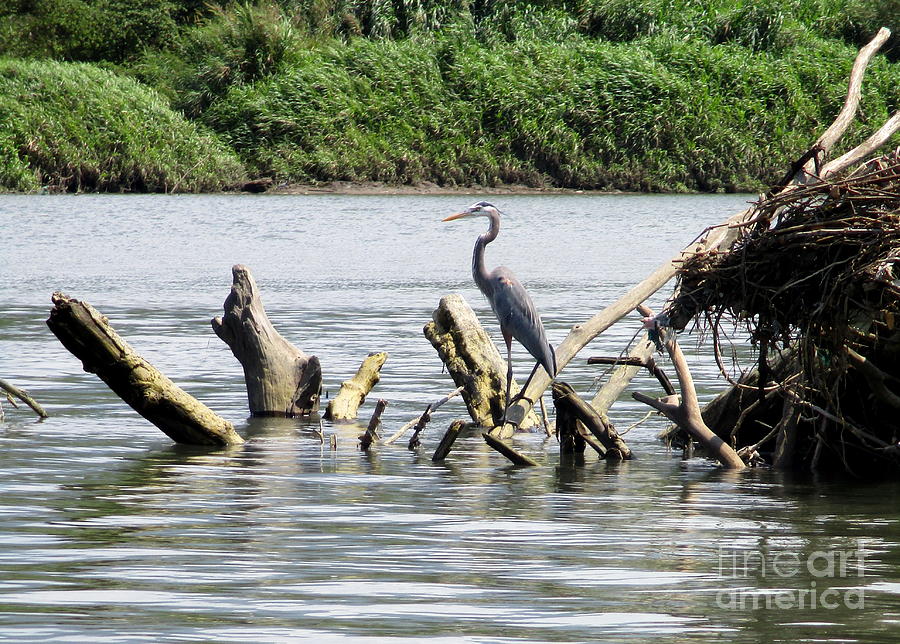 Blue Heron Costa Rica Photograph by Randall Weidner