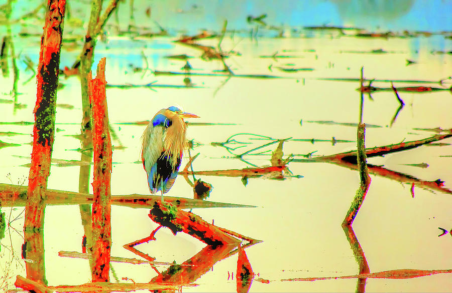 Blue Heron Photograph by Dale Stillman