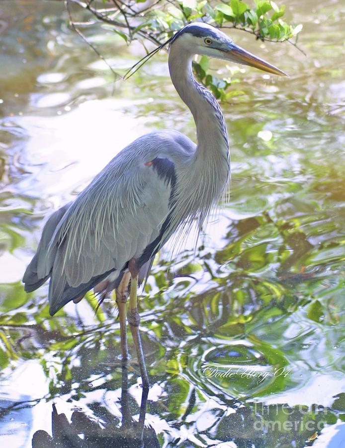 Blue Heron Photograph by Dodie Ulery