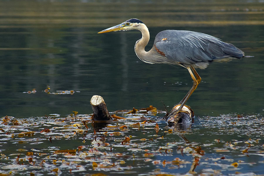Blue Heron Photograph - Blue Heron by Eyal Nahmias Blue Heron Photograph - Blue Heron by Eyal Nahmias
