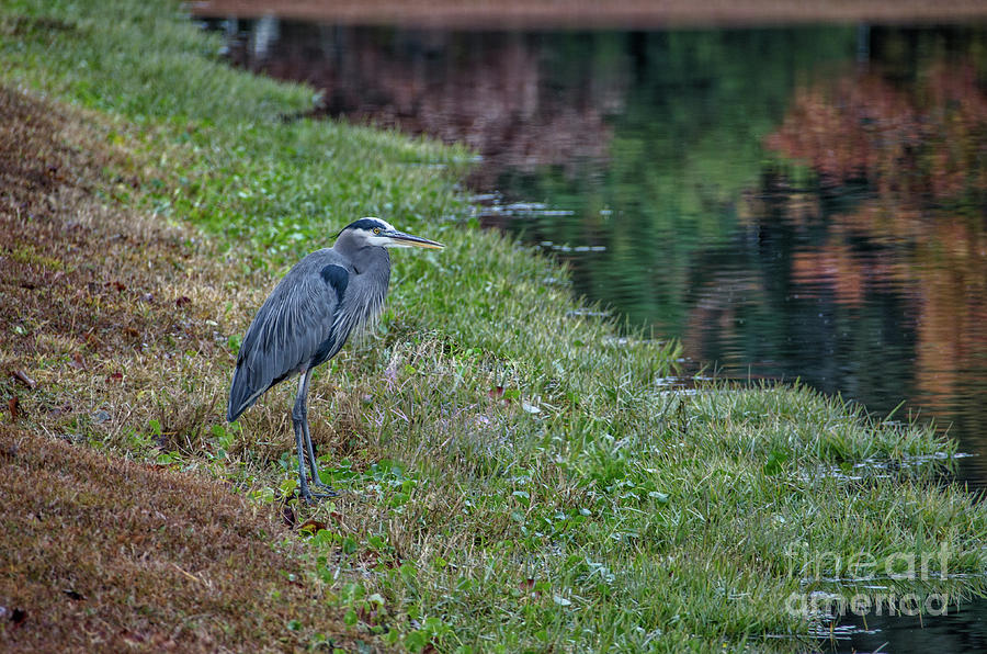 Blue Heron Fall Reflections Photograph