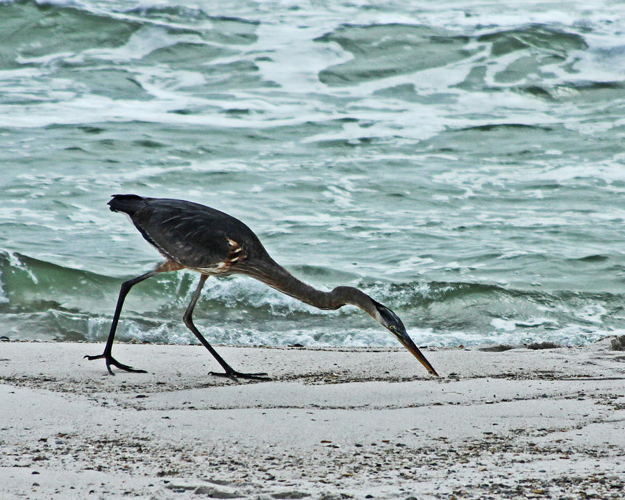 Blue Heron finding food Photograph by James Hoolsema | Fine Art America