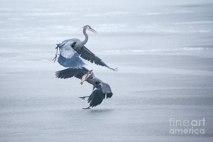 Blue Heron Fish Fight Photograph by Bret Barton