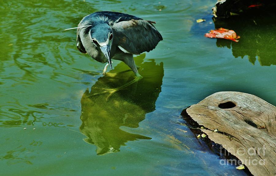 Blue Heron Fishing Photograph by Craig Wood