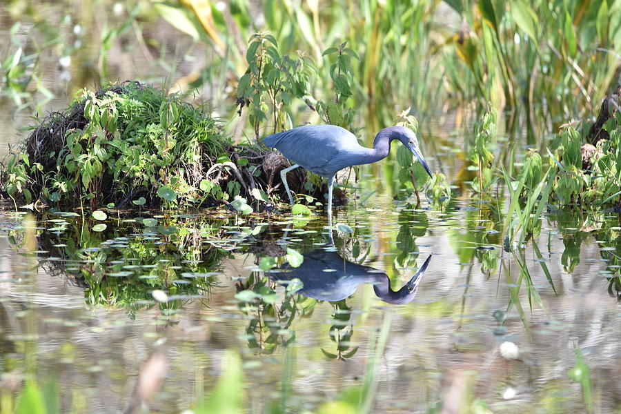 Blue Heron Fishing in a Pond in Bright Daylight Photograph by Artful Imagery