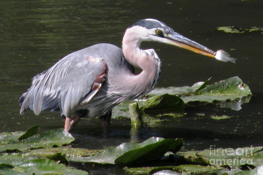 Blue Heron Fishing by Joanne Young Blue Heron Fishing by Joanne Young