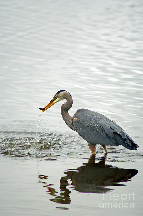 Blue Heron Fishing Photograph by Louise Magno