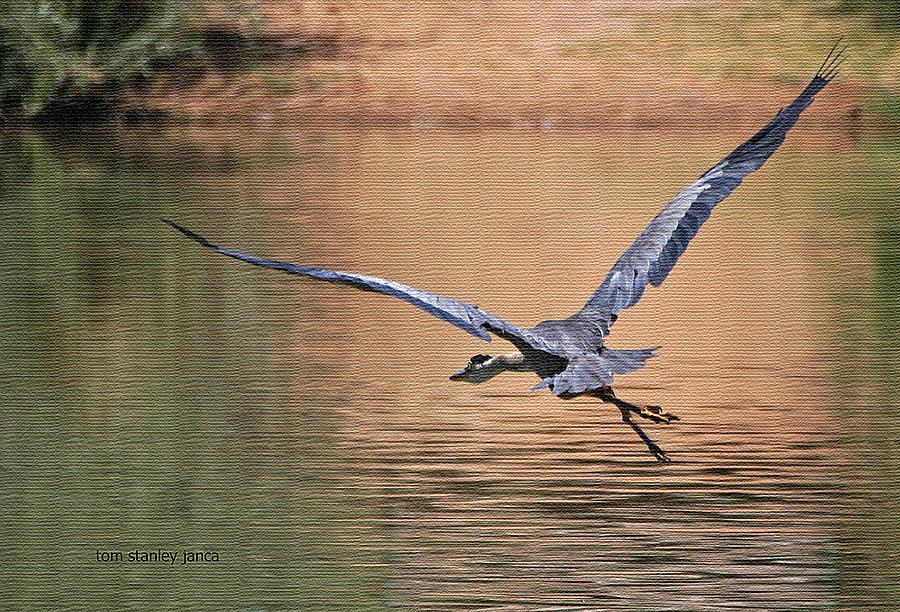 Blue Heron Flies Away Photograph by Tom Janca