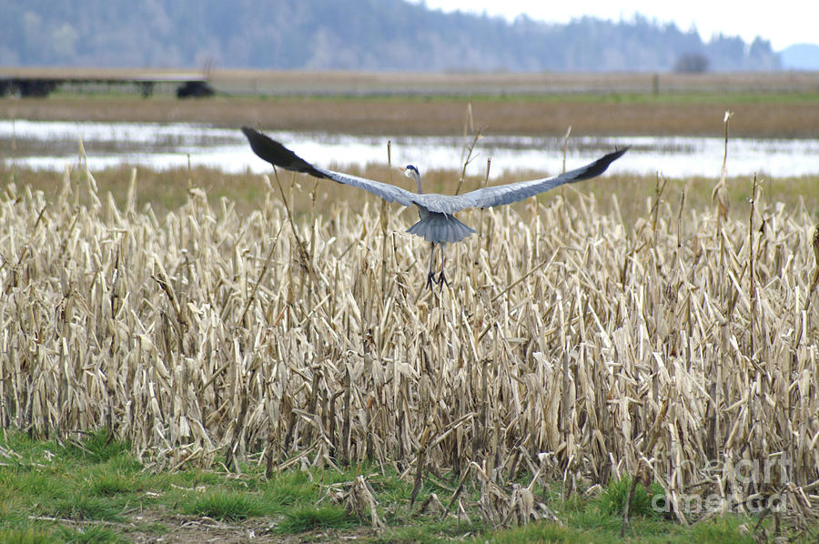 Blue Heron Flight Photograph by Louise Magno