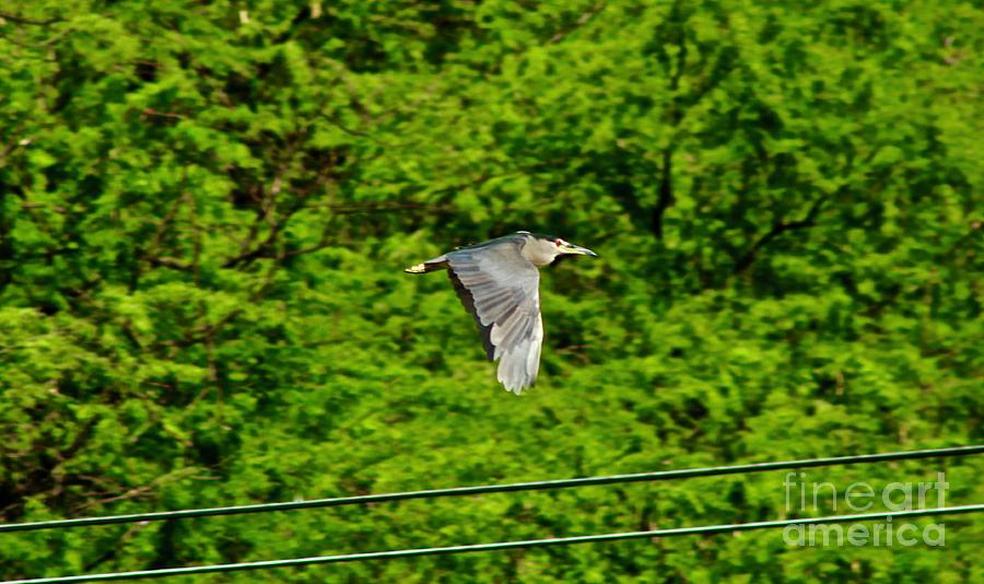 Blue Heron Flyby Photograph by Craig Wood