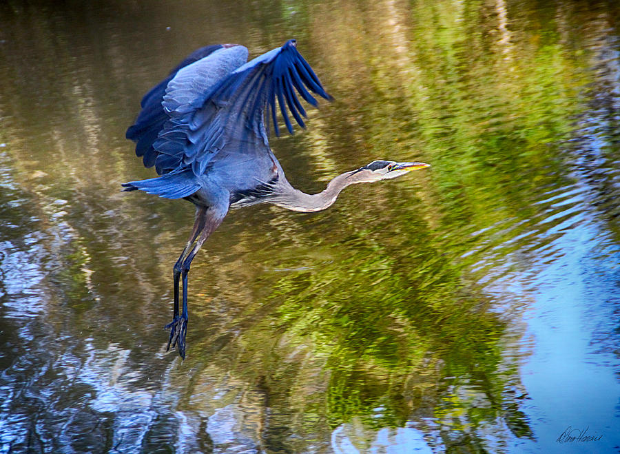 Nature Photograph - Blue Heron Flying by Diana Haronis