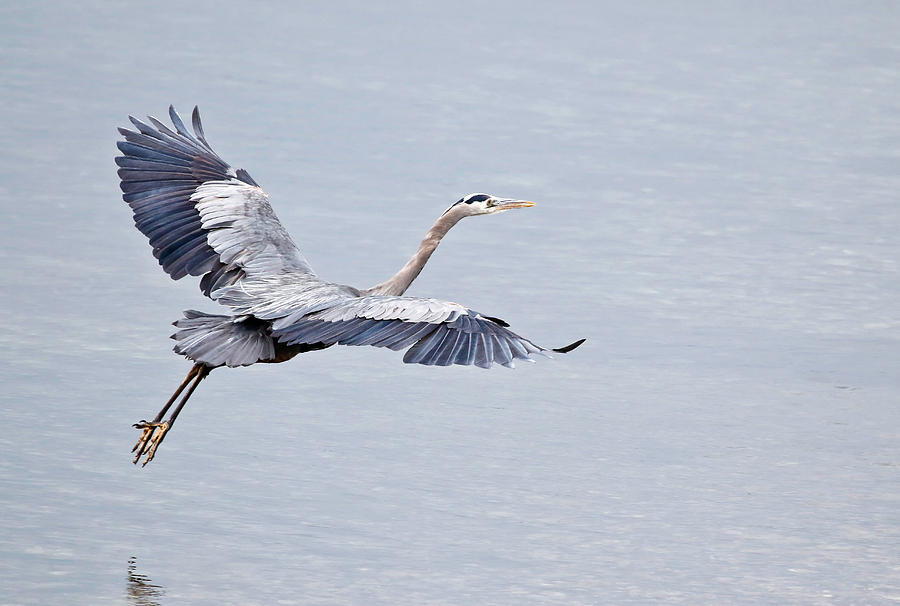 Blue Heron Flying Gracefully Photograph by Athena Mckinzie