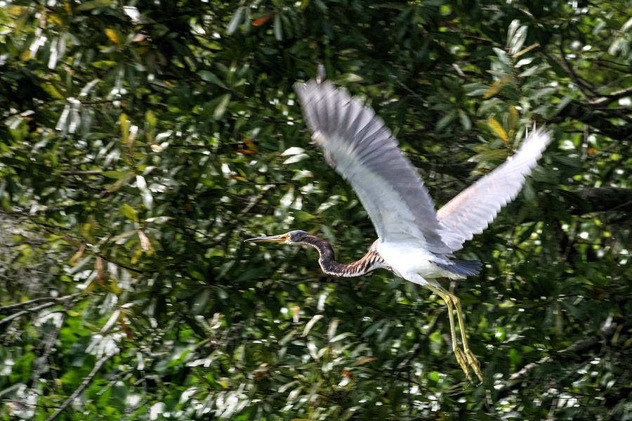 Blue Heron Flying Photograph by John A Megaw