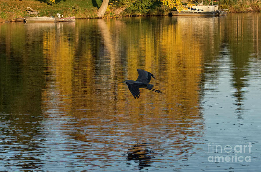 Blue Heron Flying Photograph by Les Palenik