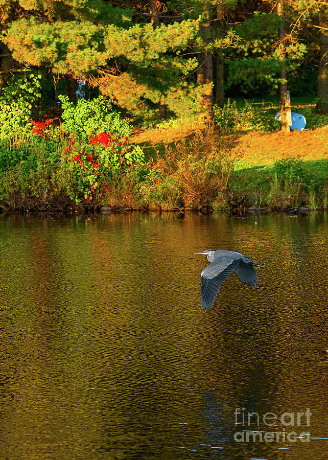 Blue heron flying over a lake Photograph by Les Palenik
