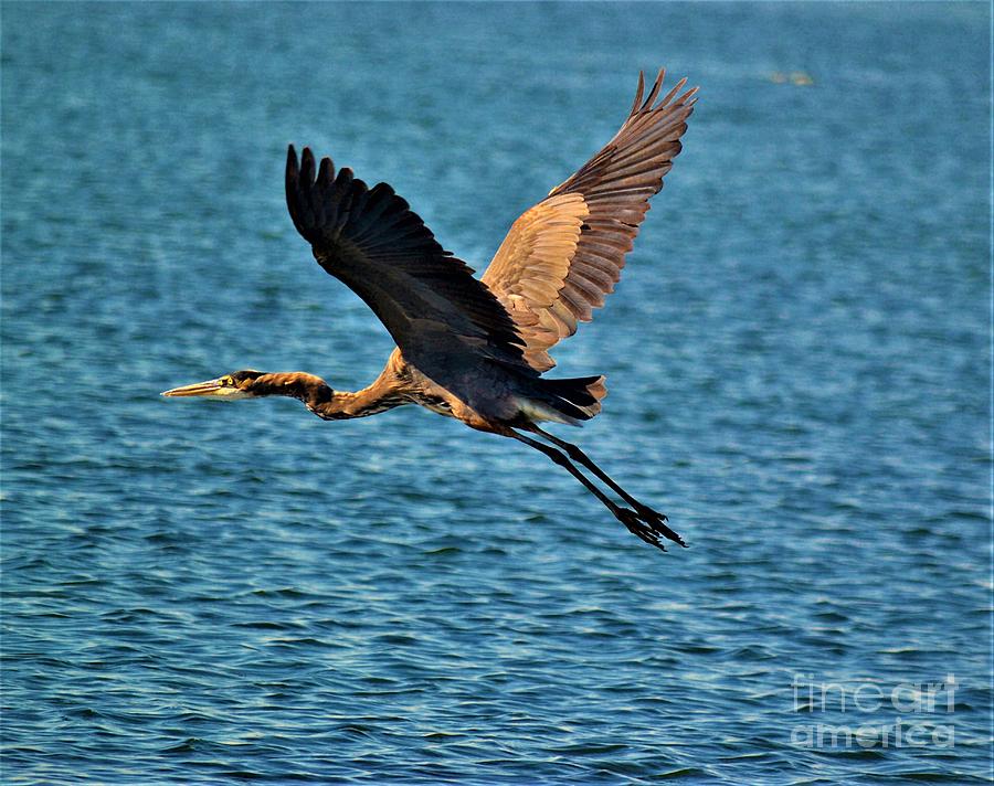 Blue Heron Flying Over water Photograph by Ricardo Guerrero - Fine Art ...