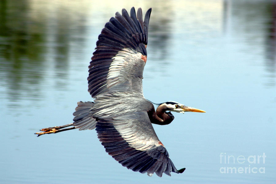 Blue Heron Gliding Photograph by Nick Gustafson
