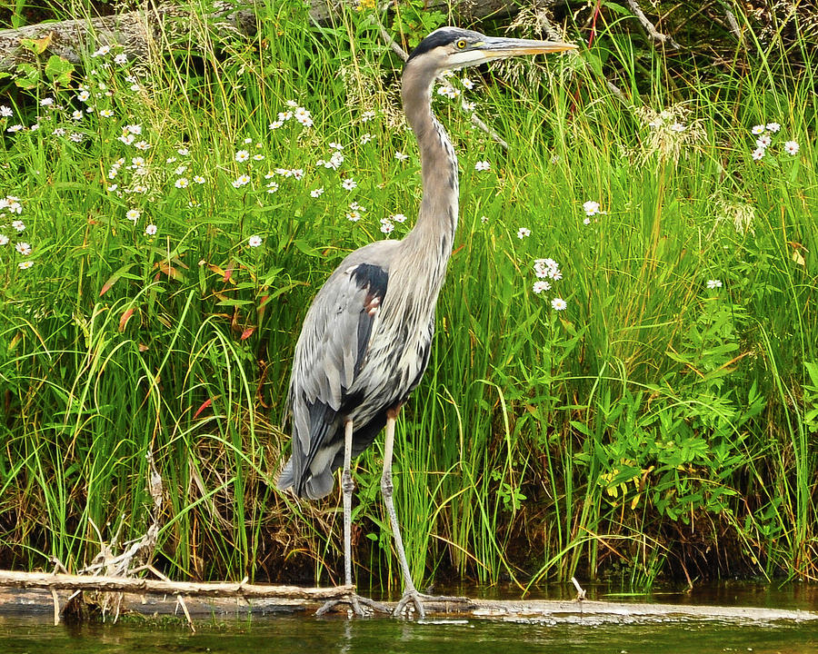 Yellowstone National Park Photograph - Blue Heron by Greg Norrell