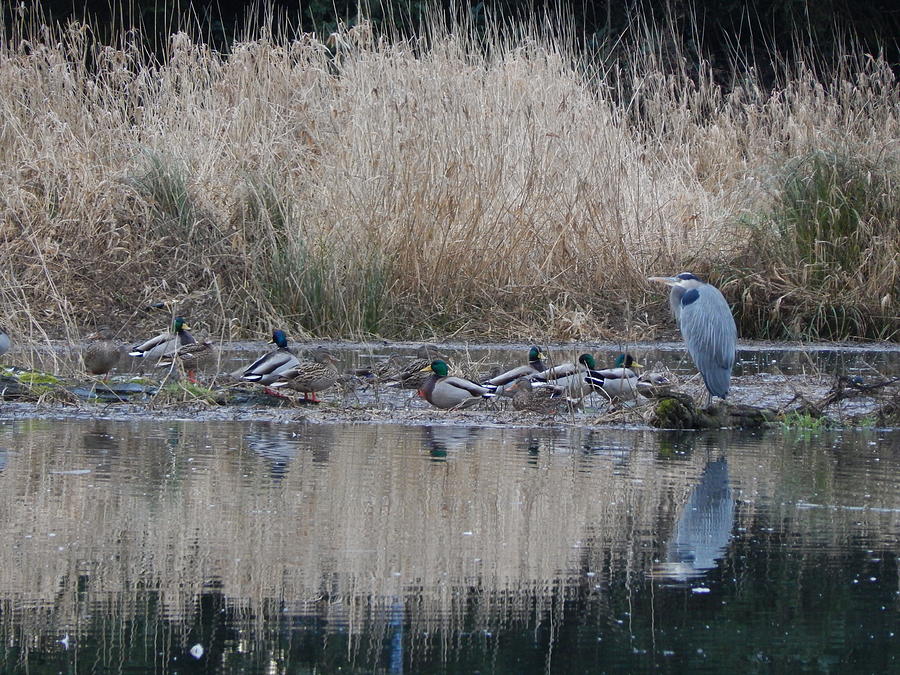 Blue Heron Hanging With Ducks Photograph by Gallery Of Hope 