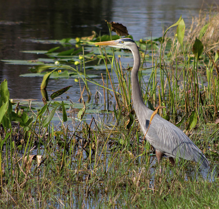 Blue Heron Hunting Photograph by Lori Lynn Sadelack - Fine Art America