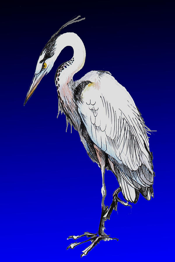 Blue Heron Illustration Drawing by Jean Habeck