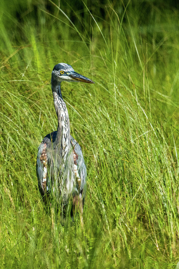 Blue Heron In A Marsh Photograph by Paul Freidlund