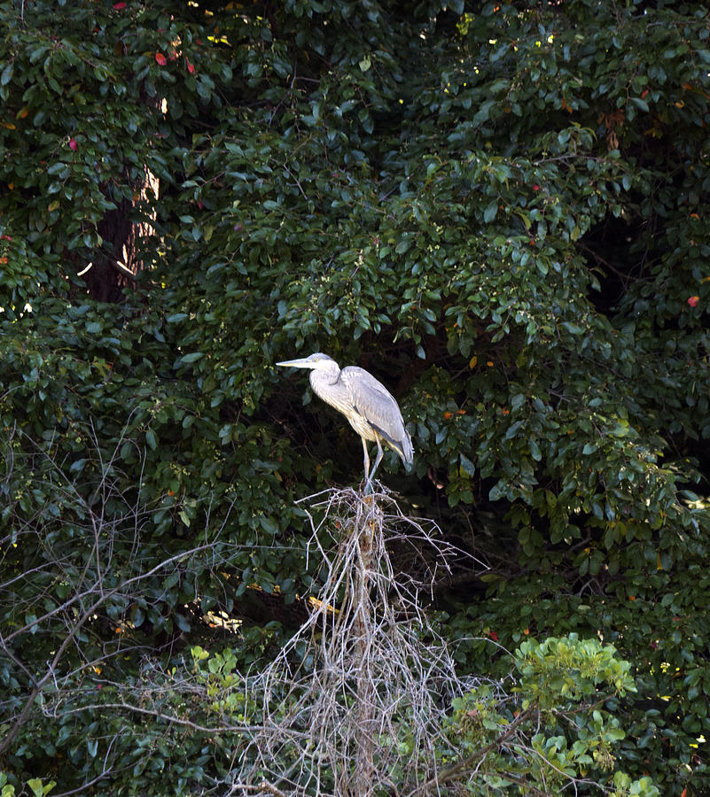 Blue Heron in a tree Photograph by Paul Ross