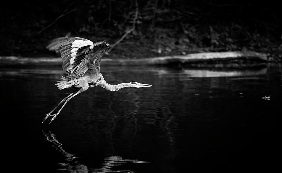 Blue Heron in Black and White Photograph by Deborah Penland
