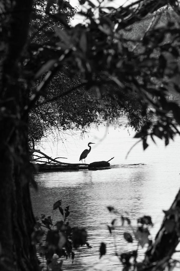 Blue Heron In Black And White. Photograph by John Benedict