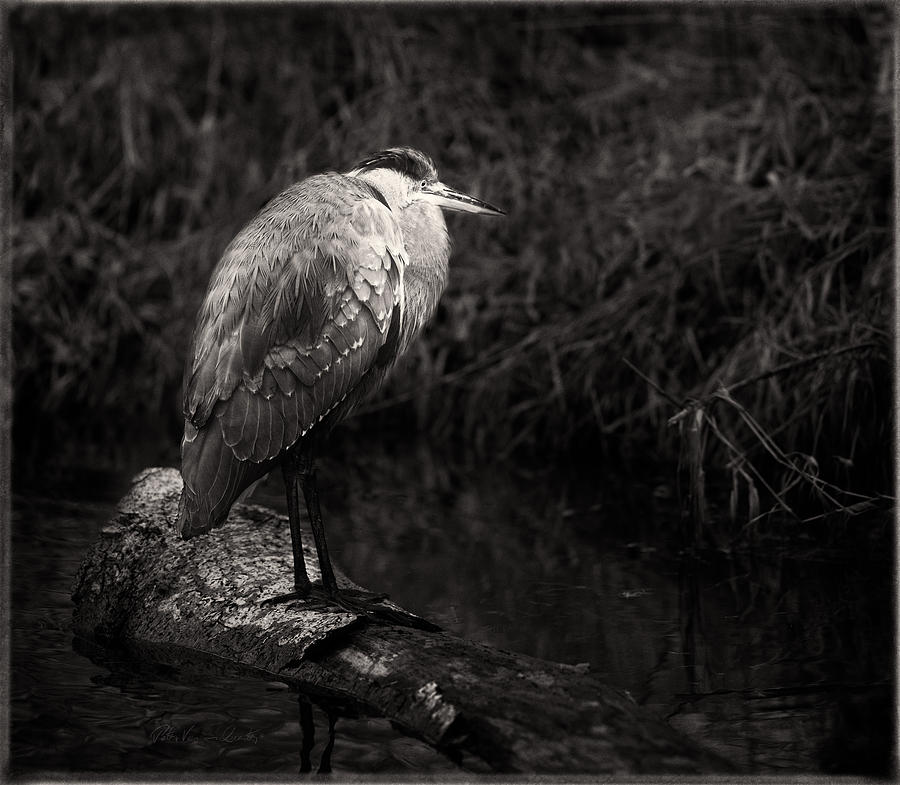 Blue Heron in Black and White Photograph by Peter V Quenter
