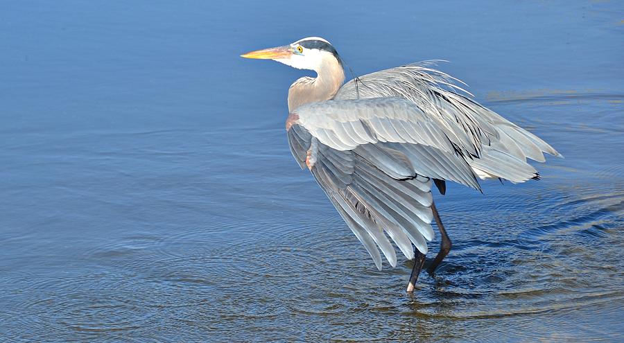 Blue Heron In Bluest Water Photograph By Toni Abdnour - Fine Art America