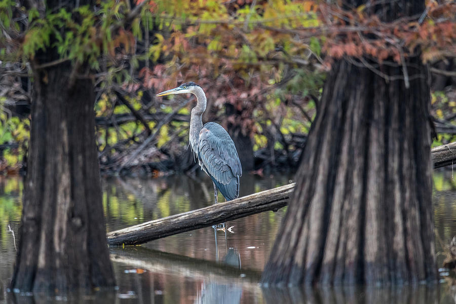 Blue Heron in cypress swamp Photograph by Paul Freidlund