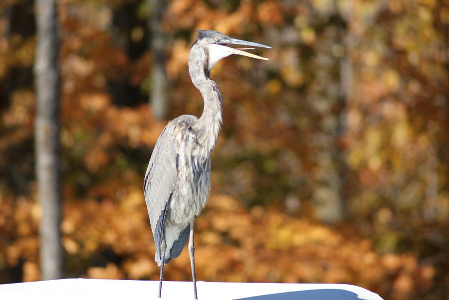 Wildlife Photograph - Blue Heron in Fall by Ron Read
