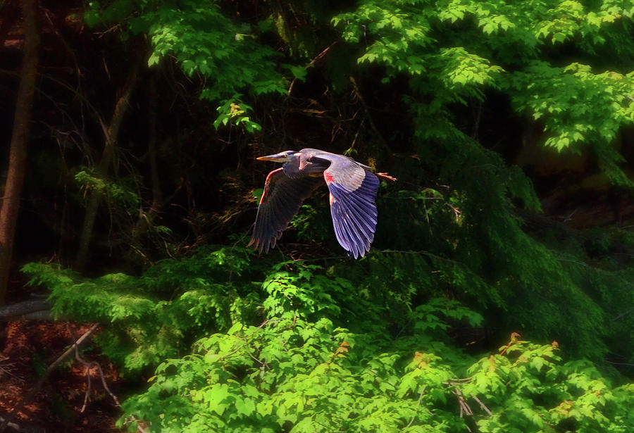 Blue Heron In Flight 009 Photograph by George Bostian