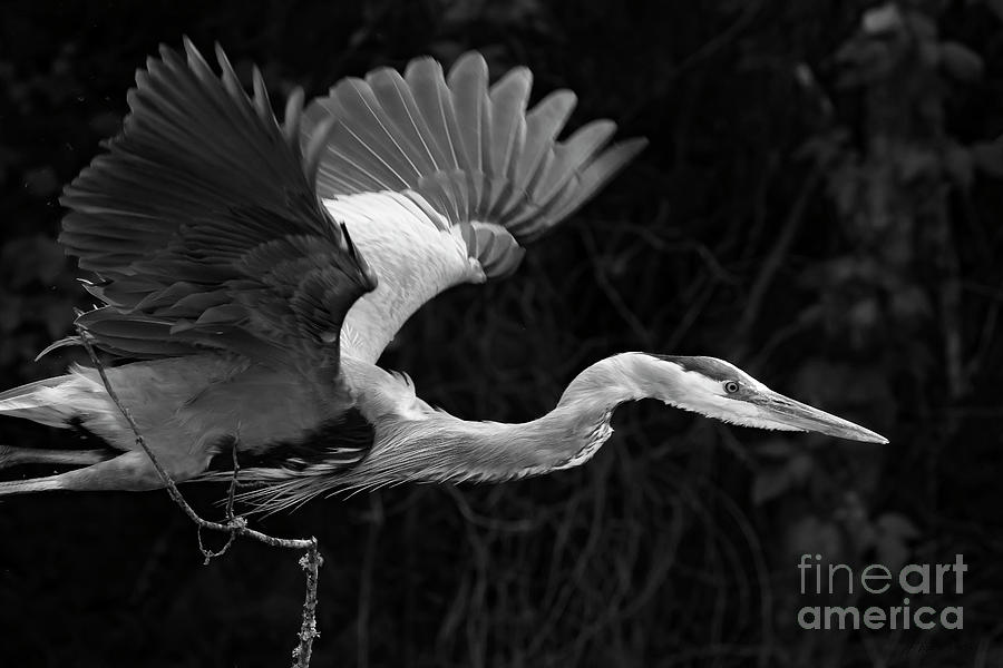 Blue Heron In Flight-bw-signed-#0957 Photograph