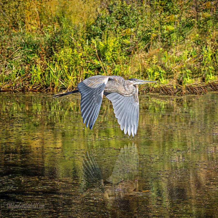 Wildlife Photograph - Blue Heron in Flight by LeeAnn McLaneGoetz McLaneGoetzStudioLLCcom