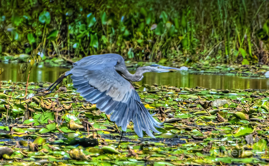Nature Photograph - Blue Heron in Flight by Peggy Franz