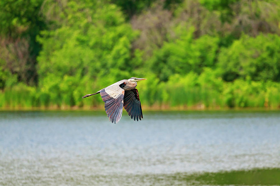 Blue Heron in flight Photograph by Peter Lakomy