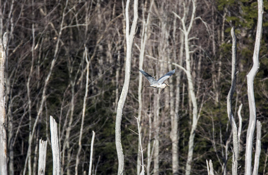 Blue Heron in Flight Photograph by Tracy Winter