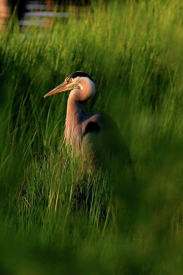 Blue Heron In Grass Photograph