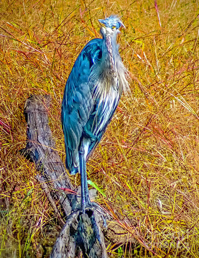 Blue Heron in Maryland Photograph by Nick Zelinsky Jr