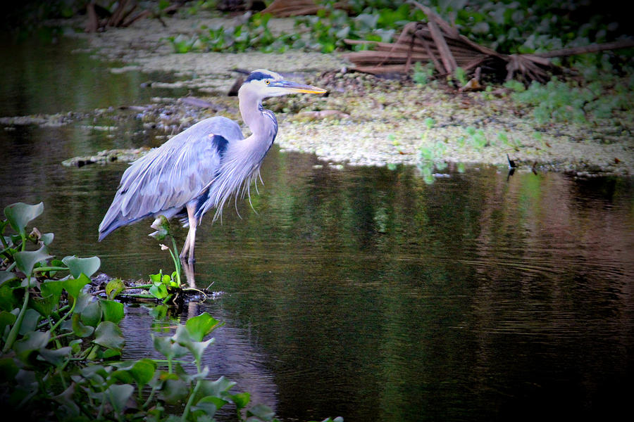 Blue Heron In Mating Plumage Photograph by Dorraine Fisher - Pixels