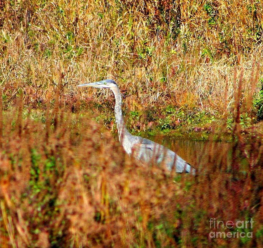 Blue Heron In New Hampshire Photograph by Barbara S Nickerson