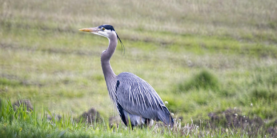 Blue Heron in Northern WA  Photograph by Cathy Anderson