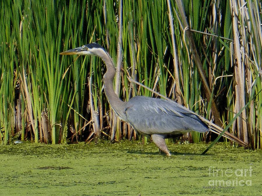 Blue Heron in Pond Photograph by Kathie Chicoine