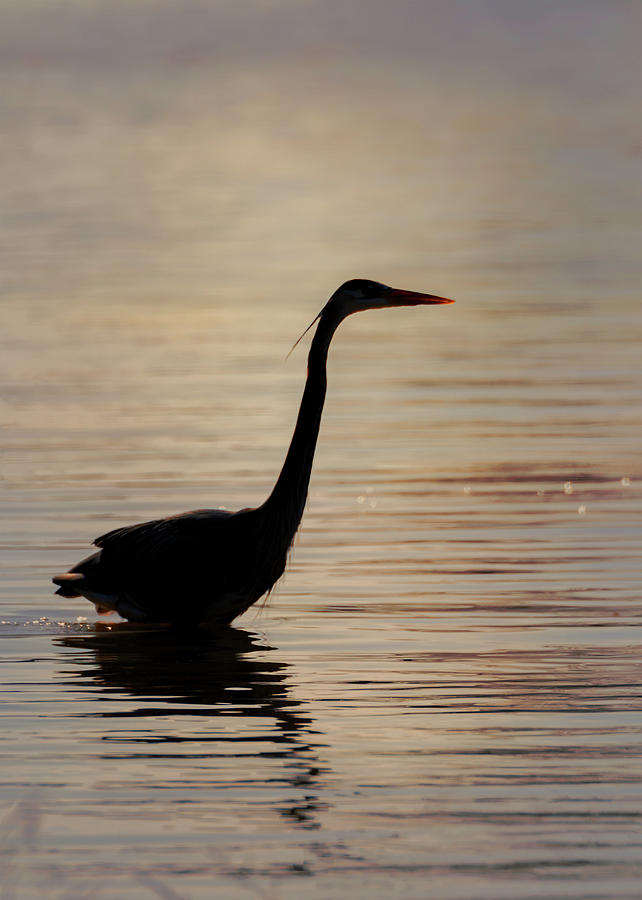 Blue Heron in Silhouette Photograph by Susan Rissi Tregoning