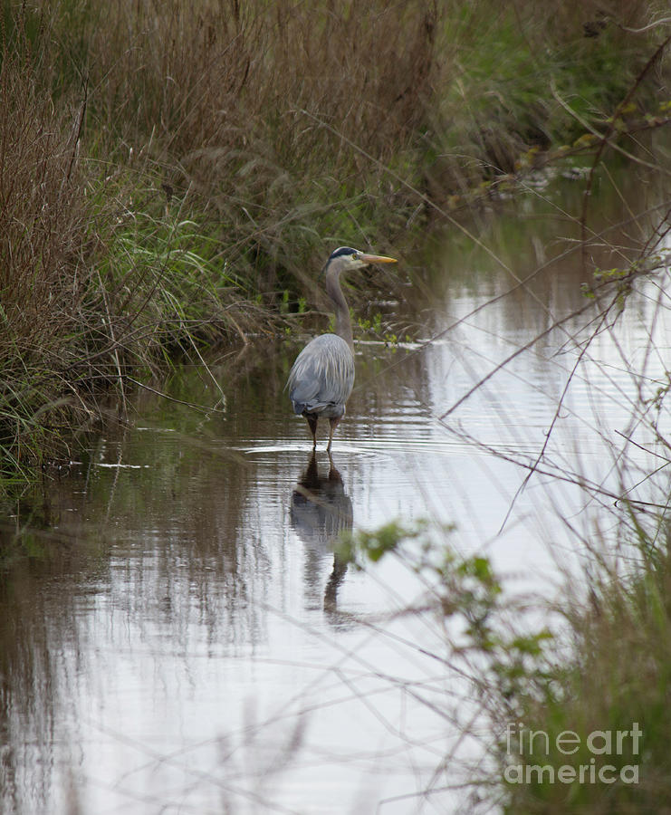 Blue Heron in Stream Photograph by Donna L Munro